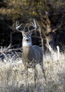 White Tail Deer Buck in Kansas