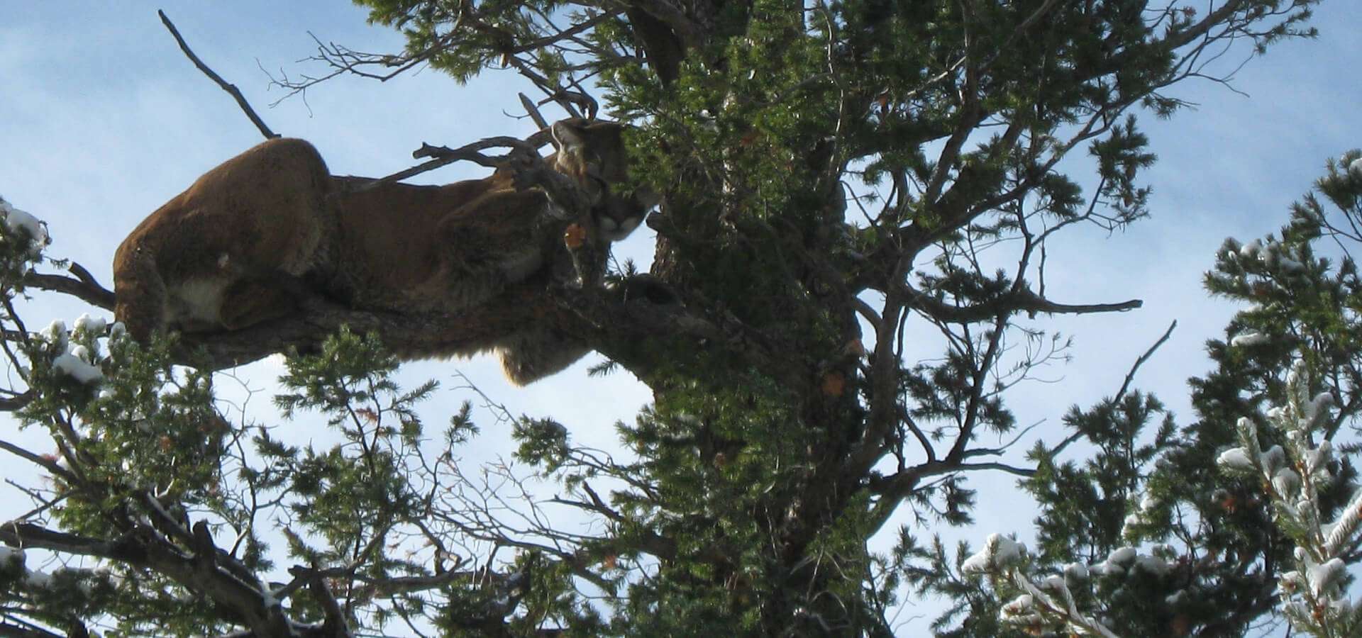 Mountain Lion Hunts